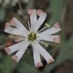 Silene portensis 花