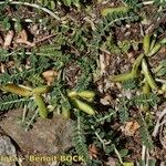 Astragalus depressus Costuma