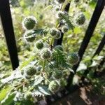 Urtica pilulifera Leaf