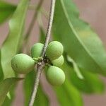 Pleiocarpa pycnantha Fruit