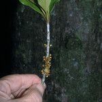 Pradosia cochlearia Leaf