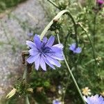 Cichorium intybus 花