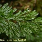 Hymenophyllum tunbrigense Ліст