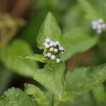 Ageratum conyzoides 葉