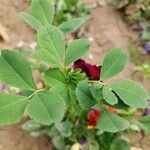 Medicago coronata Leaf