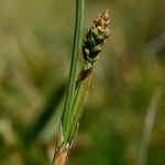 Carex vaginata Frutto