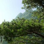 Pinus brutia Feuille