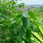 Acalypha emirnensis Plante entière