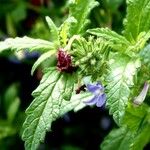 Verbena rigida Leaf