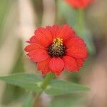 Zinnia peruviana (L.) L.Flower