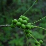 Picrella trifoliata 果實