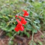 Salvia roemeriana Flor