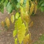 Syzygium floribundum Hoja