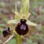 Ophrys arachnitiformis പുഷ്പം