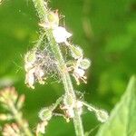 Circaea lutetiana Flower