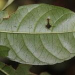 Antidesma vogelianum Leaf