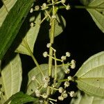 Miconia rubescens 果実