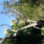 Uncarina decaryi Flower