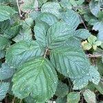 Rubus fruticosus Blatt