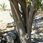 Ipomoea arborescens Bark