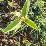 Melhania ovata Leaf