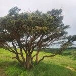 Acacia tortilis Hábito