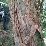 Melaleuca styphelioides Bark