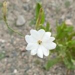 Nicotiana paa Flor