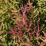 Salicornia procumbens Характер