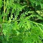 Thuja occidentalisLeaf