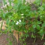 Cleome aculeata Çiçek