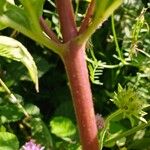 Eupatorium cannabinum Kôra