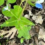 Collinsia verna Feuille