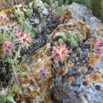 Trifolium stellatum Flower