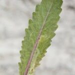 Brassica elongata Прочее