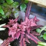 Cryptanthus bivittatus Blad