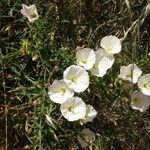 Calystegia macrostegia Tervik taim