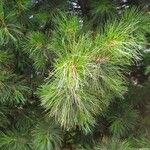 Pinus sibirica Fulla