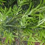 Podocarpus macrophyllus Ліст