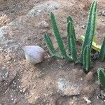 Stapelia hirsutaKvet