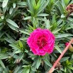 Dianthus caryophyllusFlor