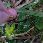 Chrysosplenium oppositifolium Blad