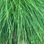 Festuca flavescens Hoja