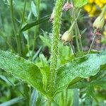 Silene chalcedonica ᱪᱷᱟᱹᱞᱤ