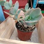 Kalanchoe laxifloraഇല