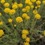 Santolina villosa Flor