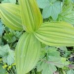 Veratrum album Hoja