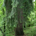 Abies pindrow Plante entière