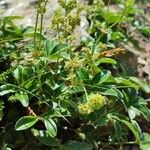 Alchemilla saxatilis Hoja