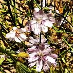 Stephanomeria diegensis Cvet